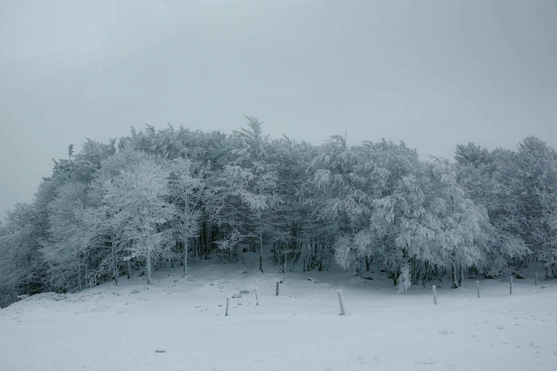 forêt enneigée Vosges