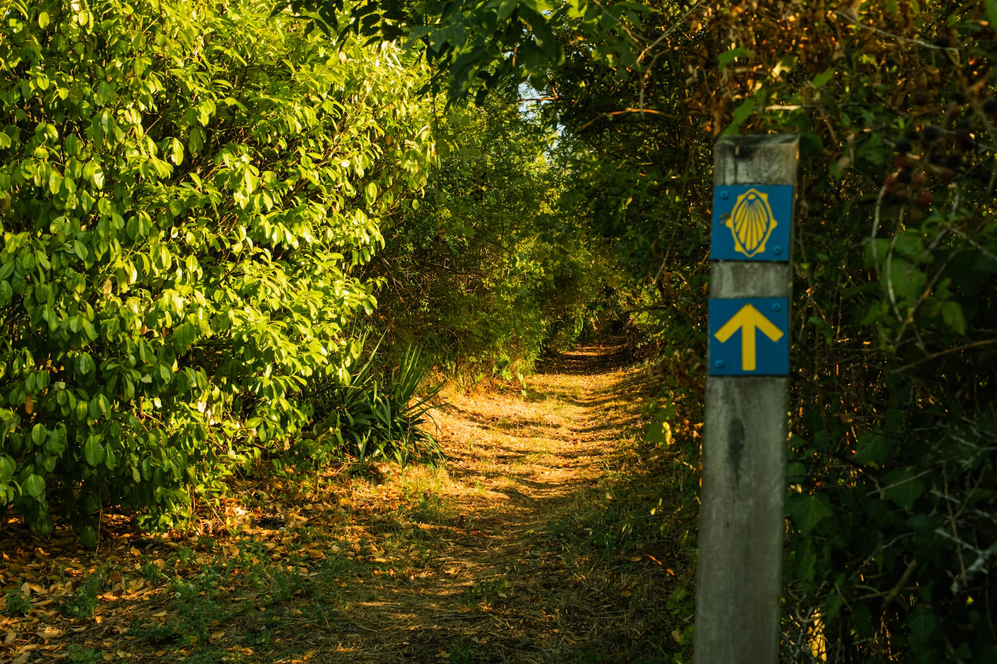 Sentier sur la voie de Rocamadour