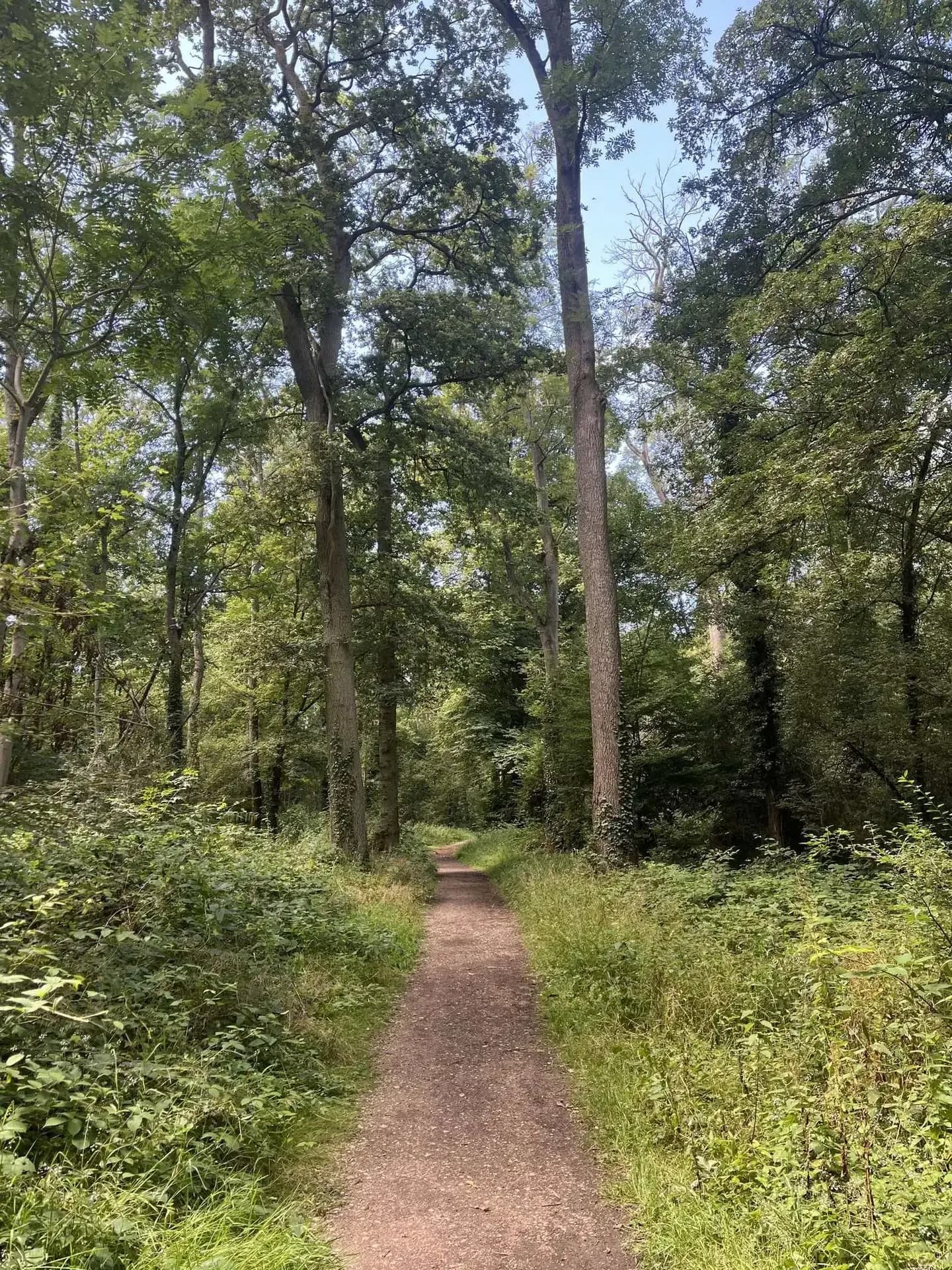Randonnée depuis Paris, à travers la forêt