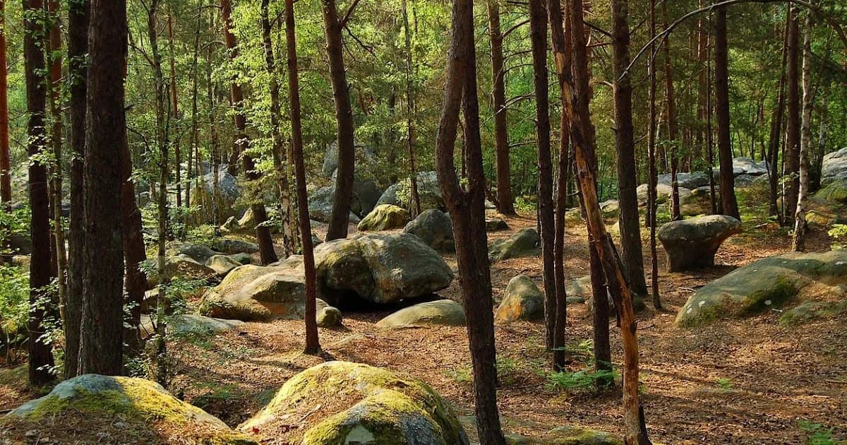 Randonnée à la journée - La forêt de Fontainebleau