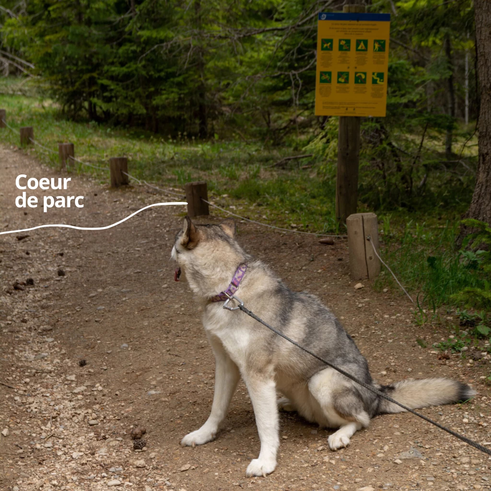Chien de protection de troupeau dans le Parc national de la Vanoise